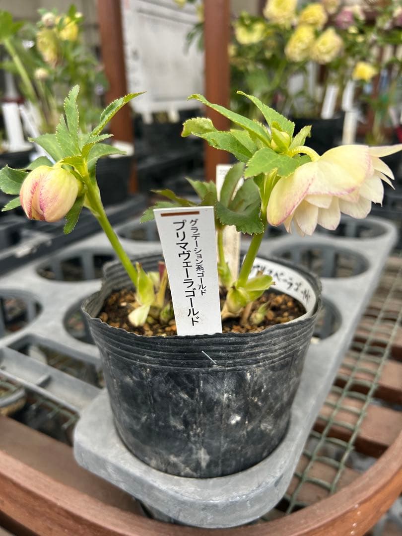 加藤農園 プリマベーラゴールド クリスマスローズ同梱可能