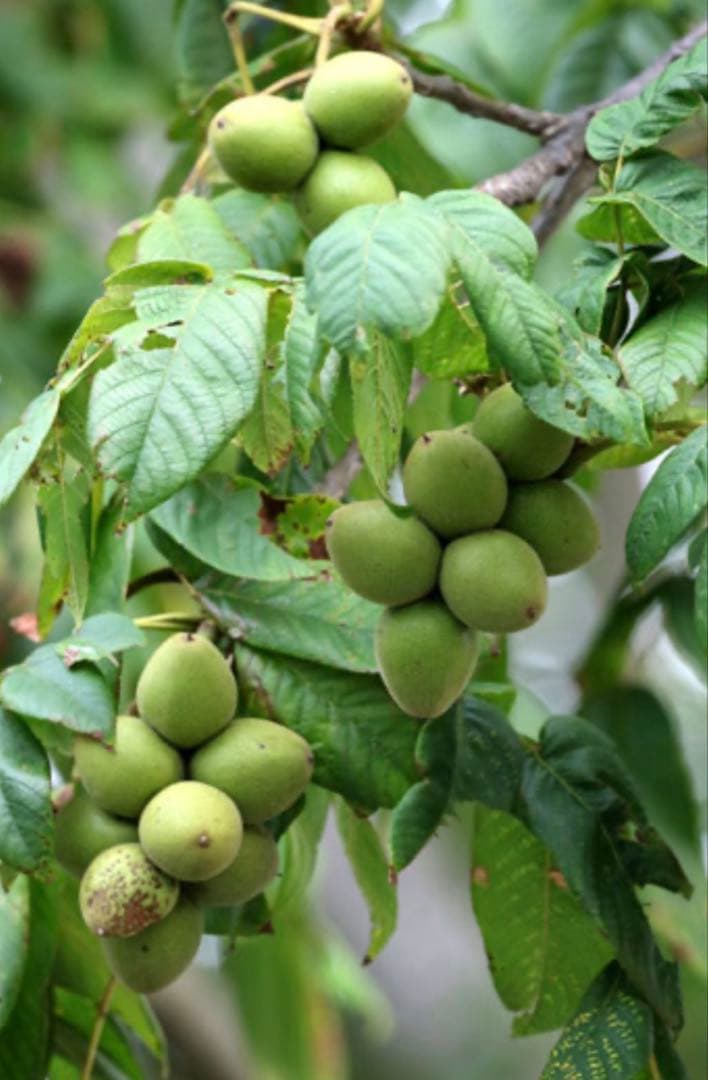 北の蝦夷　鬼胡桃の大苗　1メートル50センチ　大小セット