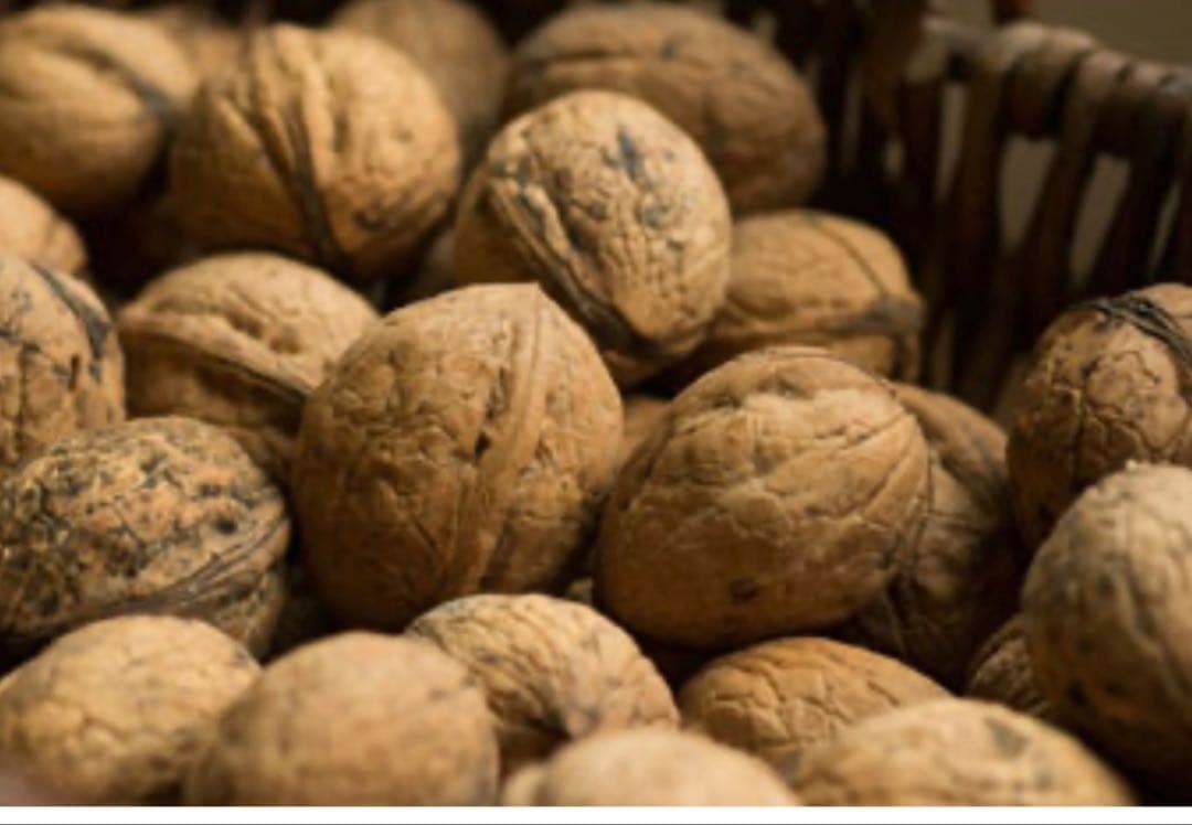 北の蝦夷　鬼胡桃の大苗　1メートル50センチ　大小セット