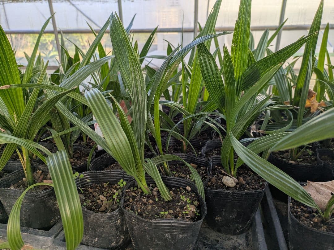 値引きセール！フェニックス カナリーヤシ 苗 50株セット　30cm