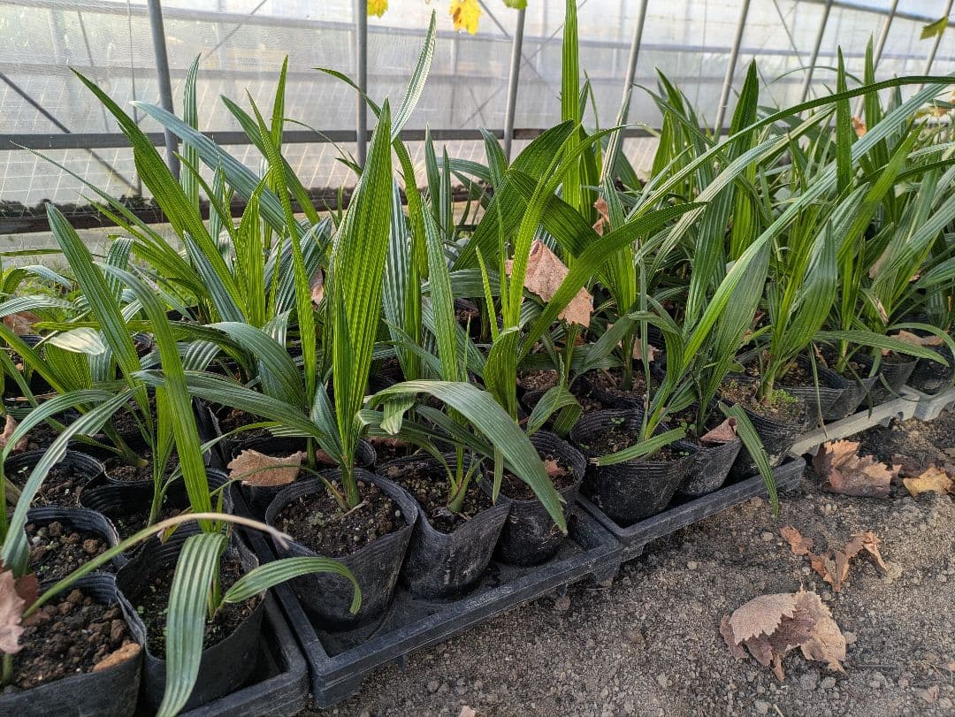 値引きセール！フェニックス カナリーヤシ 苗 50株セット　30cm