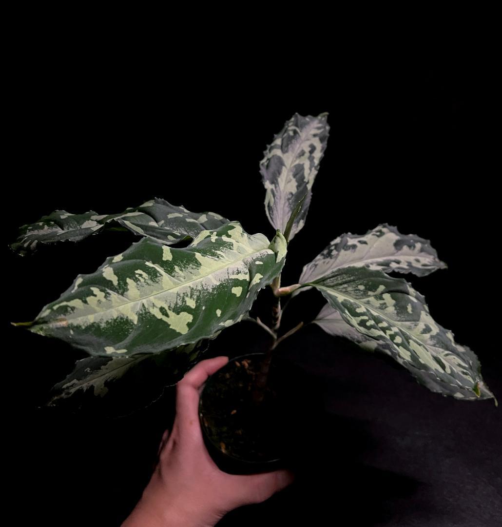 ◆RGL◆ 現物 南スマトラ産 現地便です アグラオネマ ピクタム