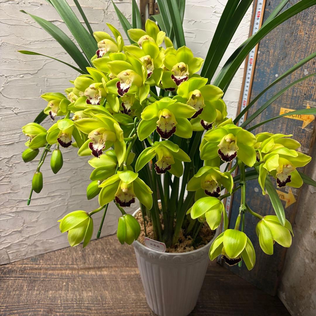 ペ*コ様 【特選】　洋蘭　シンビジューム　7寸4本立ち 陶器鉢