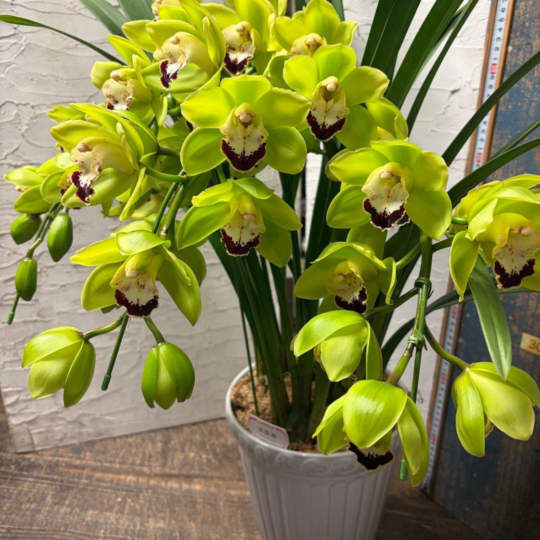 ペ*コ様 【特選】　洋蘭　シンビジューム　7寸4本立ち 陶器鉢