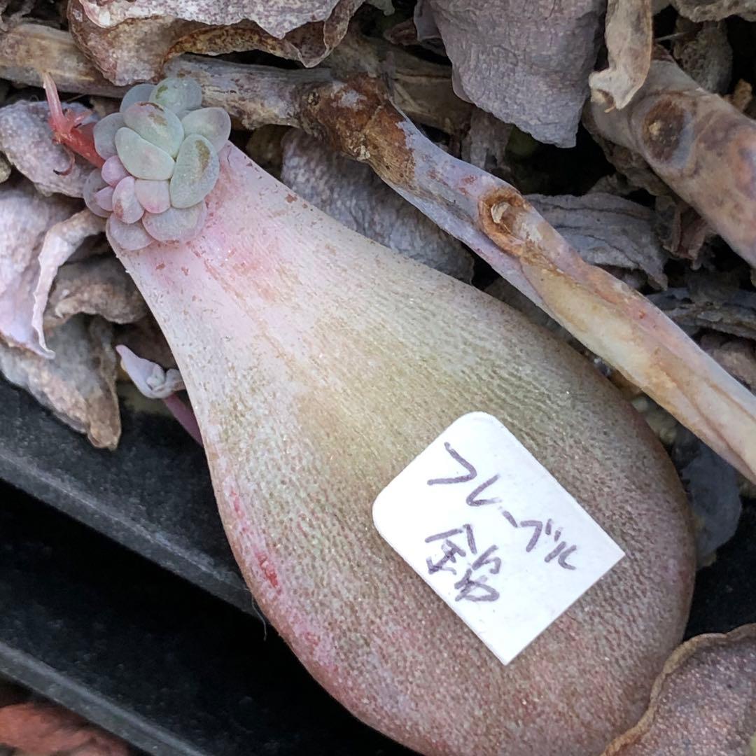 専用‼︎多肉植物^o^ 葉挿し赤ちゃんフレーベル錦