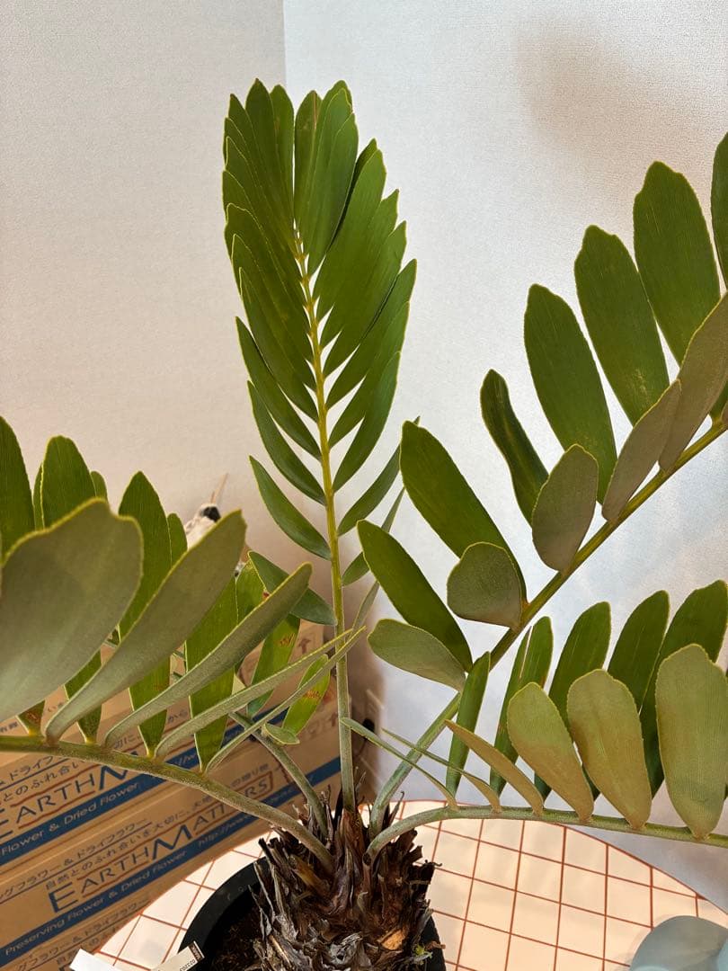 ザミア・フルフラセア　7号