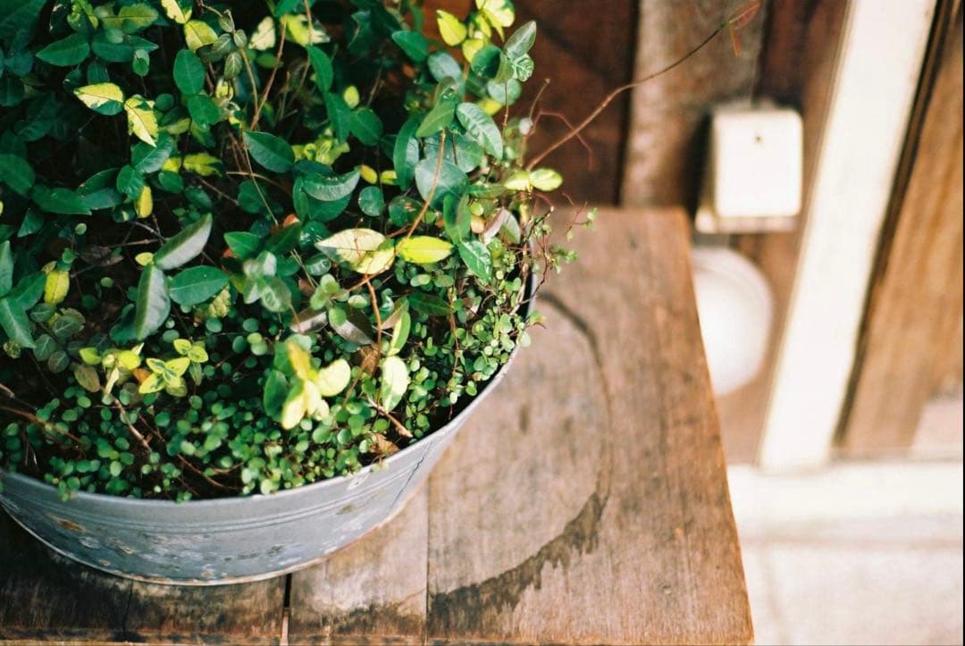 CONTAX T2【動作確認済】　 コンパクトフィルムカメラ