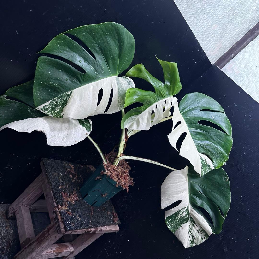 ★*★様 モンステラ斑入りハーフムーンホワイトタイガー極美斑入り　　 55cm