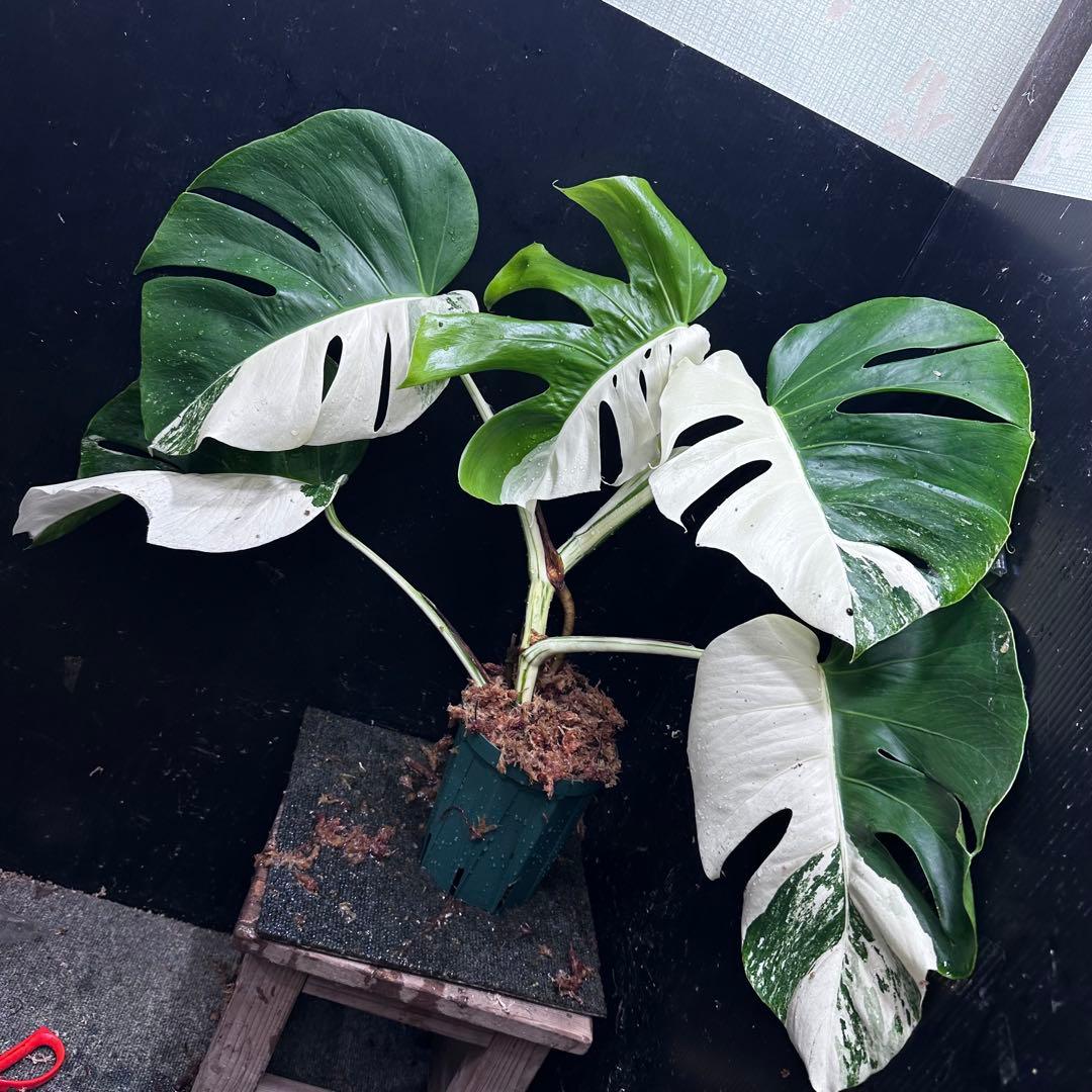 ★*★様 モンステラ斑入りハーフムーンホワイトタイガー極美斑入り　　 55cm