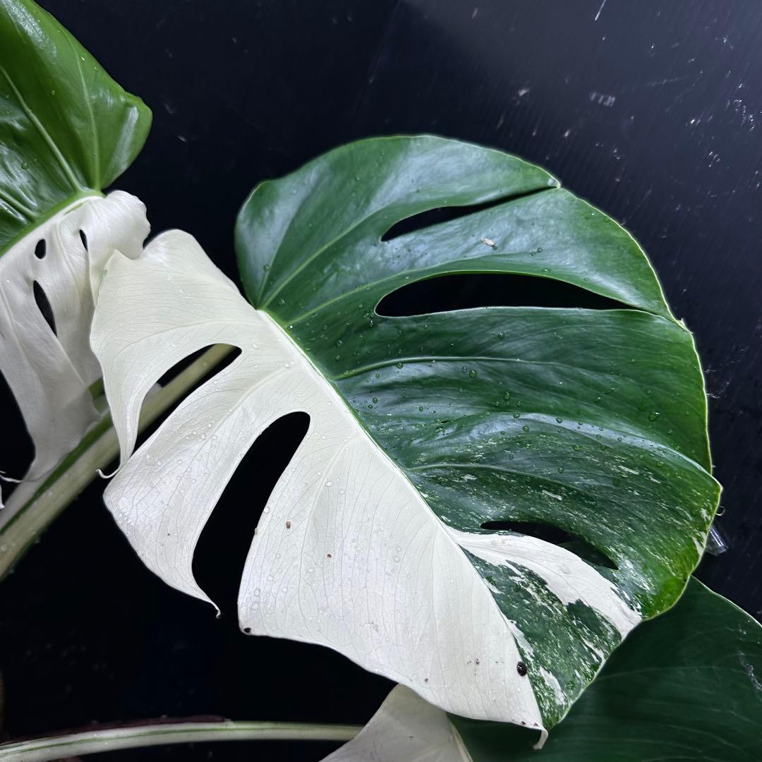 ★*★様 モンステラ斑入りハーフムーンホワイトタイガー極美斑入り　　 55cm