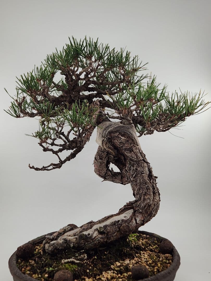 赤松盆栽 松盆栽 文人木 真柏 黒松 赤松 五葉松