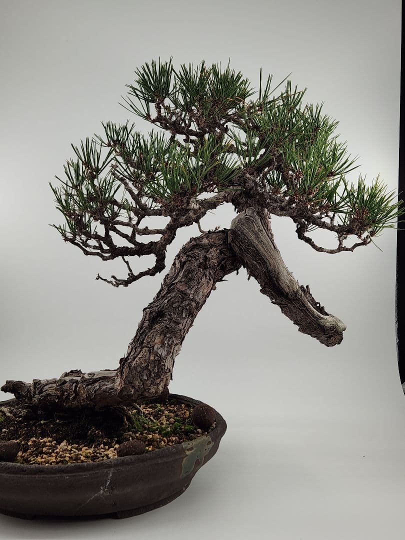 赤松盆栽 松盆栽 文人木 真柏 黒松 赤松 五葉松