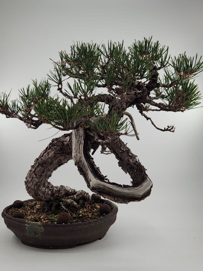 赤松盆栽 松盆栽 文人木 真柏 黒松 赤松 五葉松
