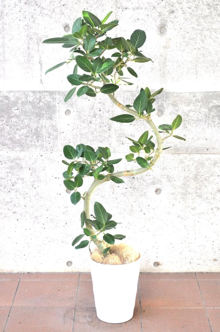 フィカス ベンガレンシス 8号 140cm S-shaped tree form