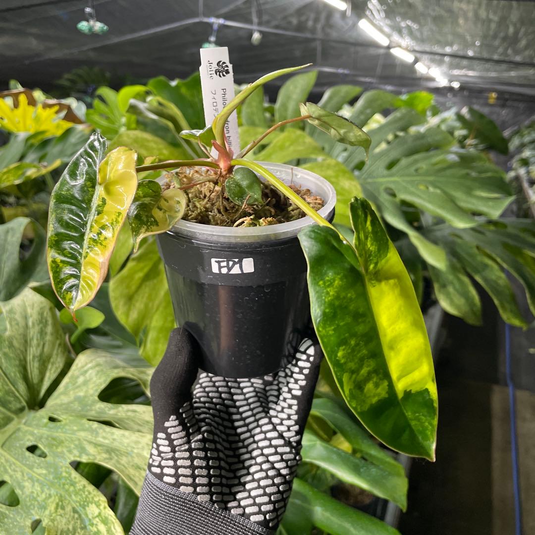 FD1 フィロデンドロン　ビレッティア　斑入り