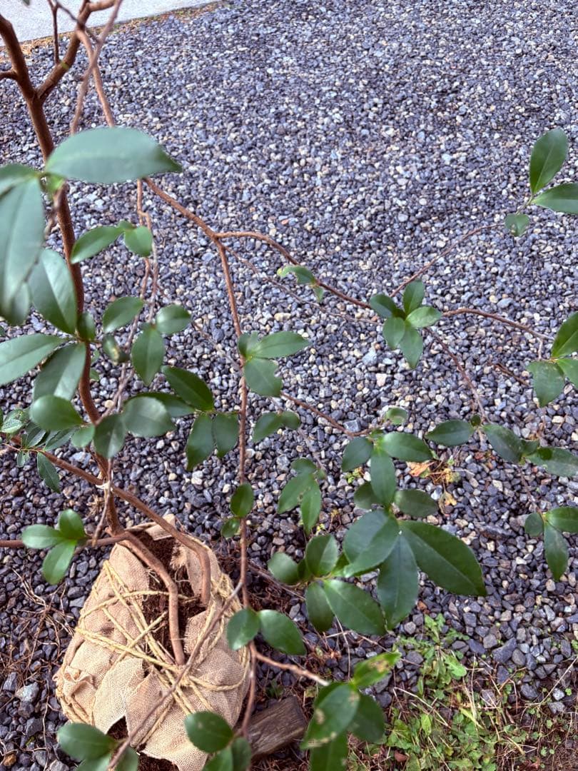 53 天然山採り　ヒサカキ