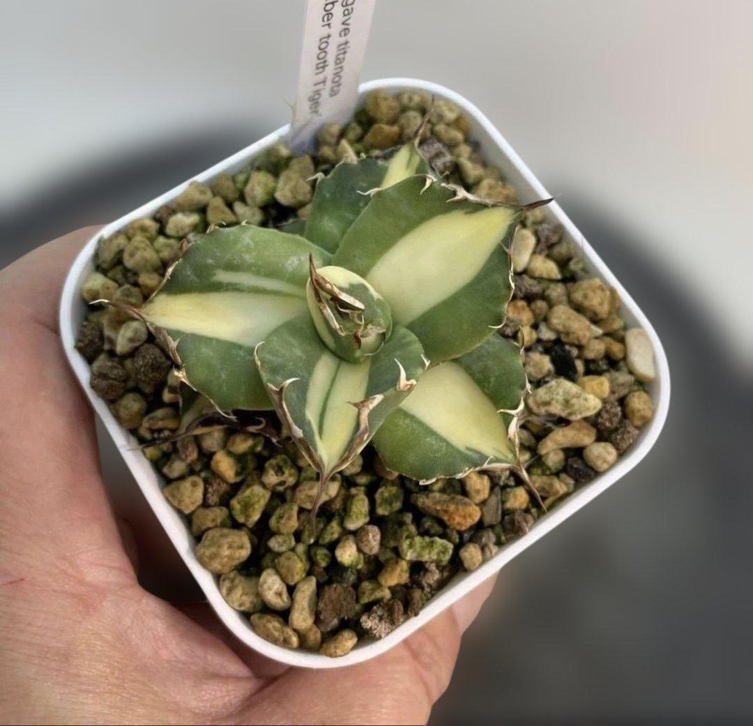 天照太御神　確認用