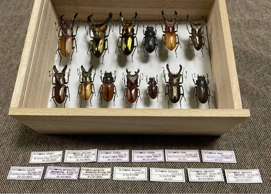 昆虫標本　キクロマトス13頭セット②