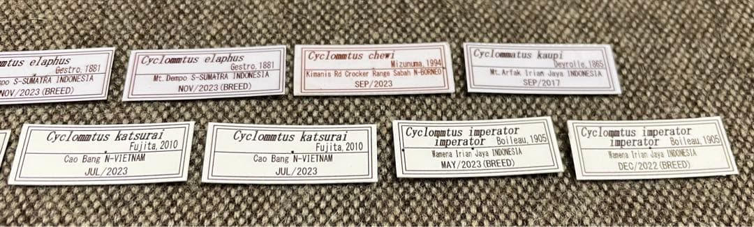 昆虫標本　キクロマトス13頭セット②