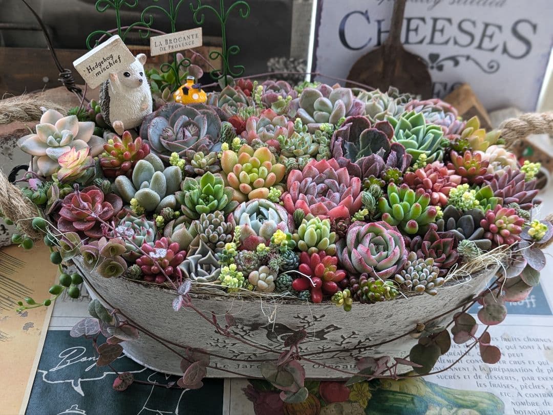 多肉植物 そのまま飾れる大きな寄せ植え❁⃘*.゜ハリネズミさんの箱庭❁⃘*.゜
