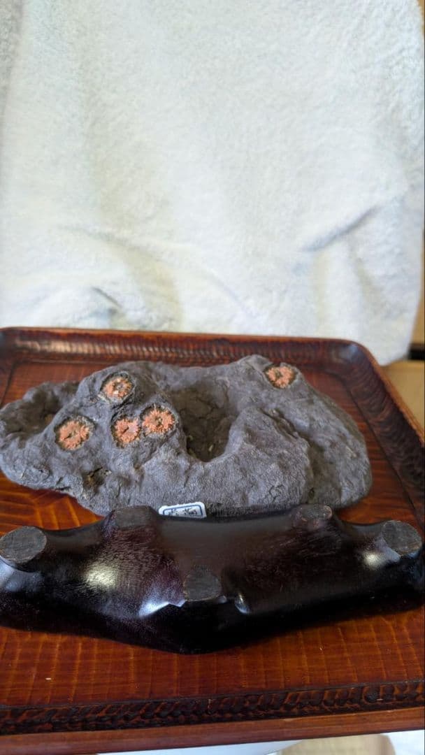 赤花菊花石 鑑賞石 盆石