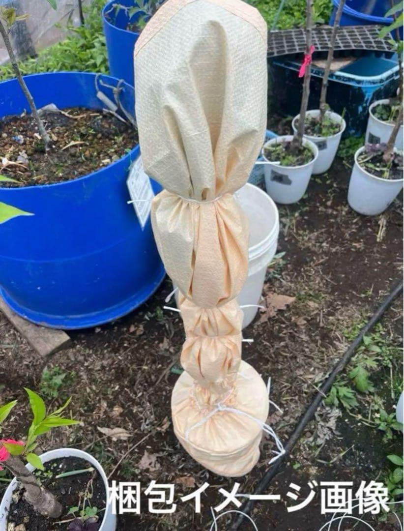 ノリウツギ　苗木　クリーム色の花の落葉樹