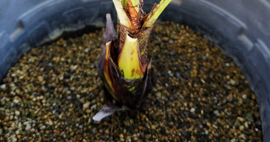 ブラヘアーアルマータ