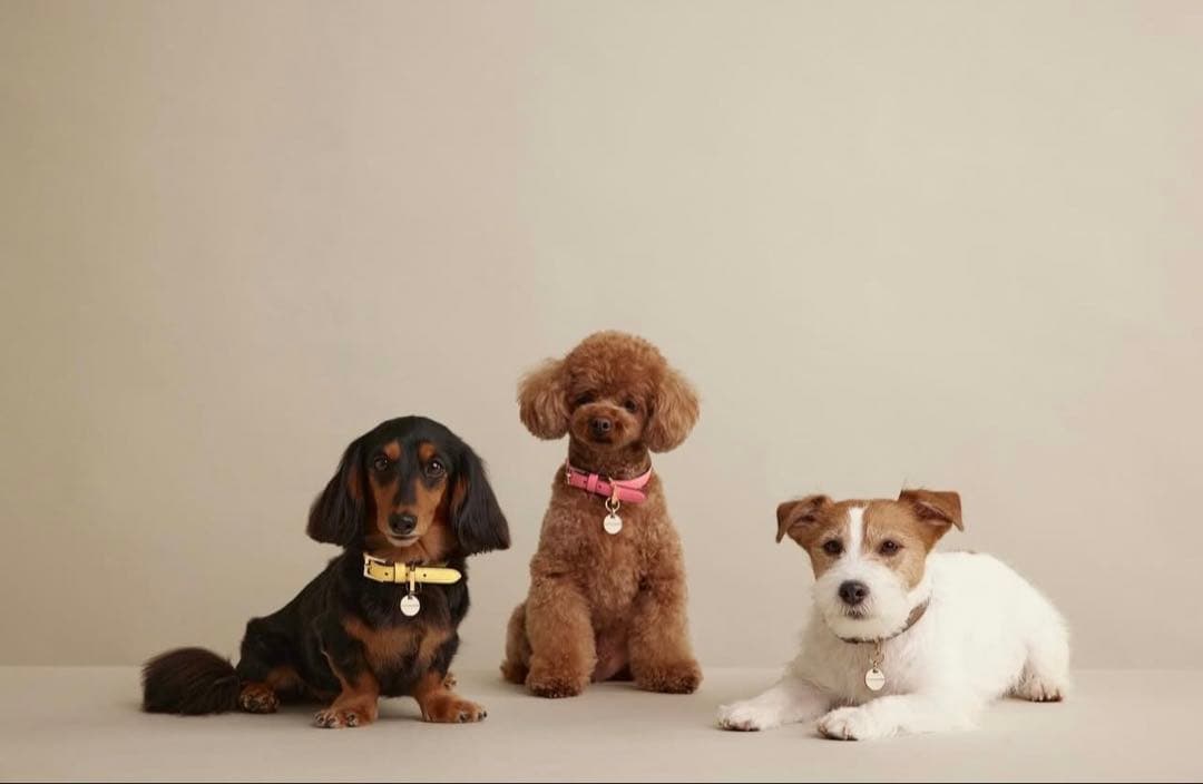 ボナベンチュラ　カラー　S