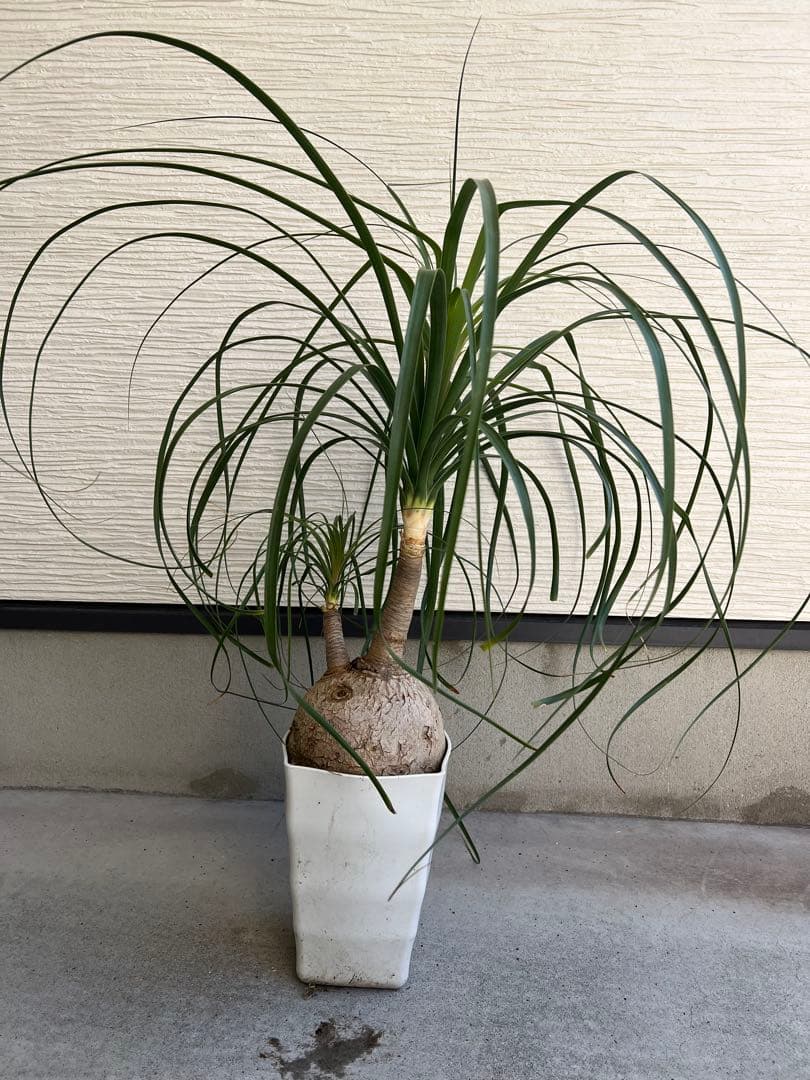 【タイムセール】ボーカルネア・レクルバータ / ノリナ トックリラン 大株 希少