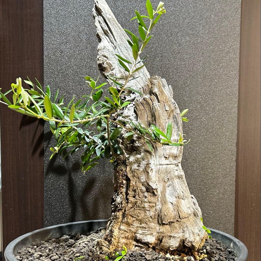 【希少超大株】オリーブ古木 鉢直径40㌢ 盆栽風仕立 塊根 発根済 珍奇植物