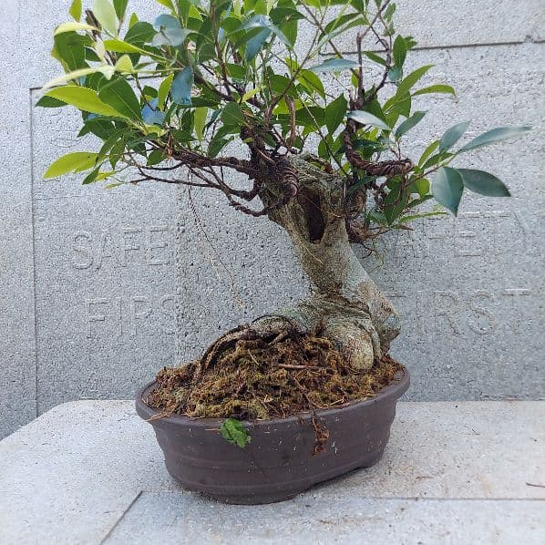 亜熱帯の樹木　奄美のガジュマル　②