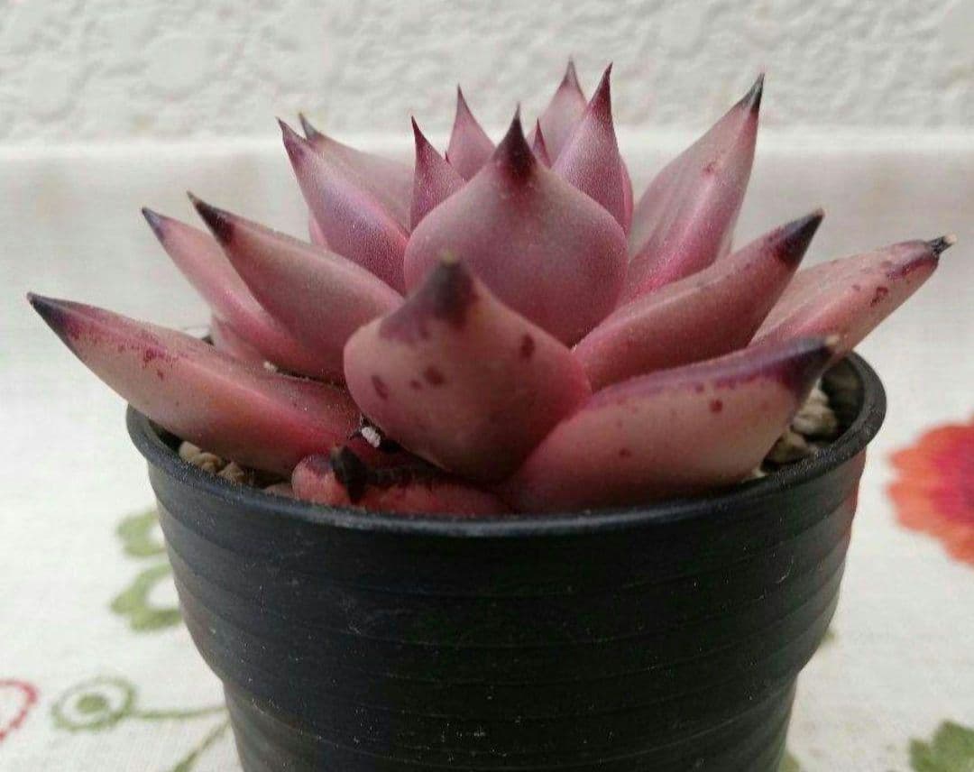 多肉植物　ブロードロメオ　韓国苗