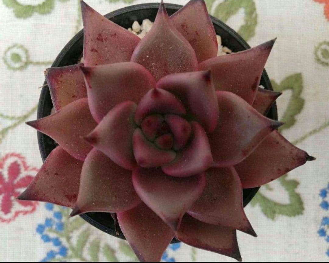 多肉植物　ブロードロメオ　韓国苗