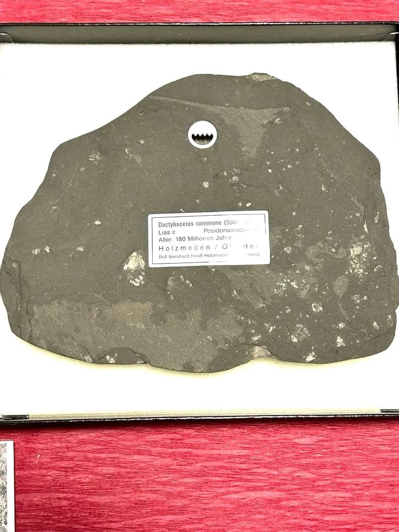 新品1億8000万年前アンモナイト化石2点　ドイツホルツマーデンハウフ化石博物館