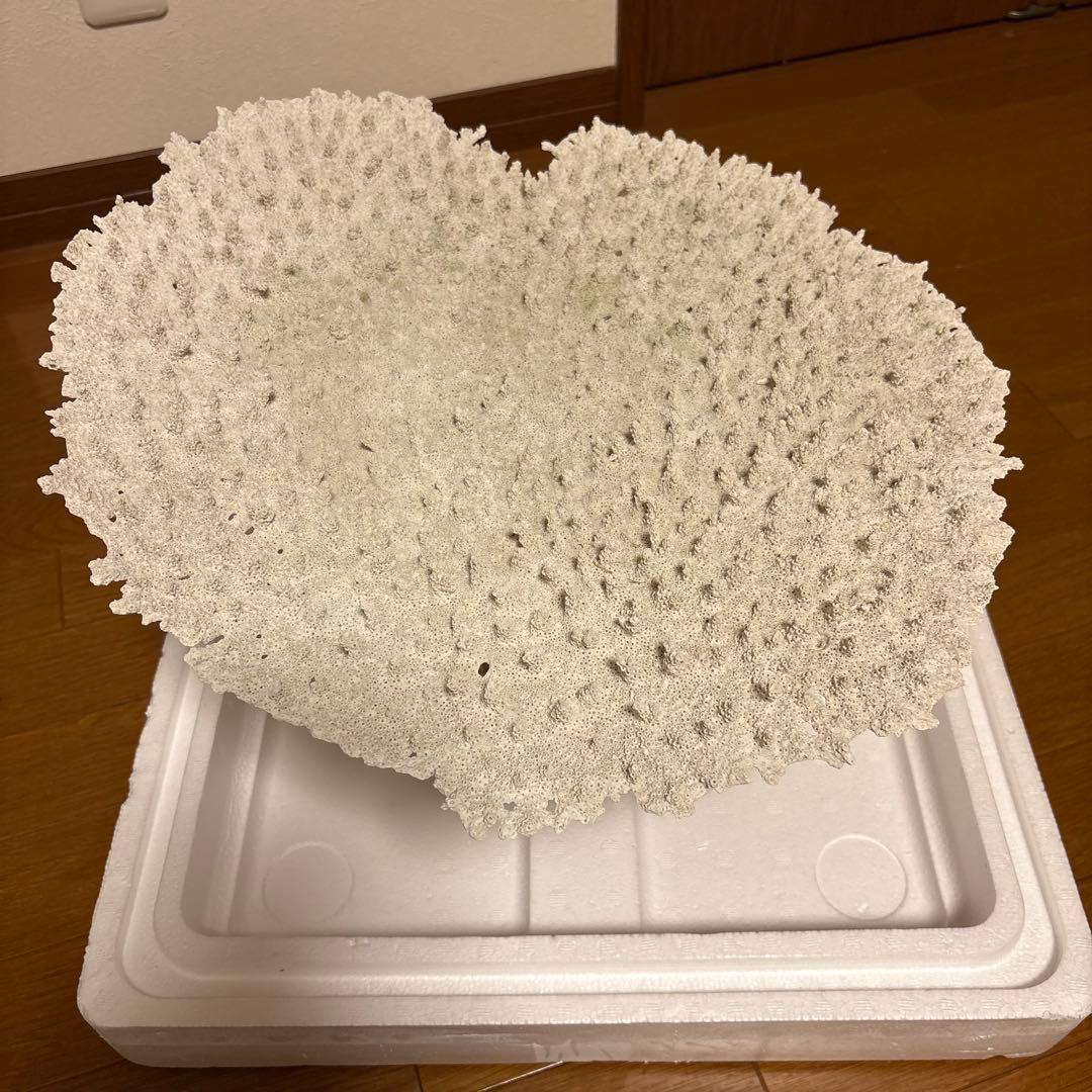 珊瑚礁　レイアウト　約35×45