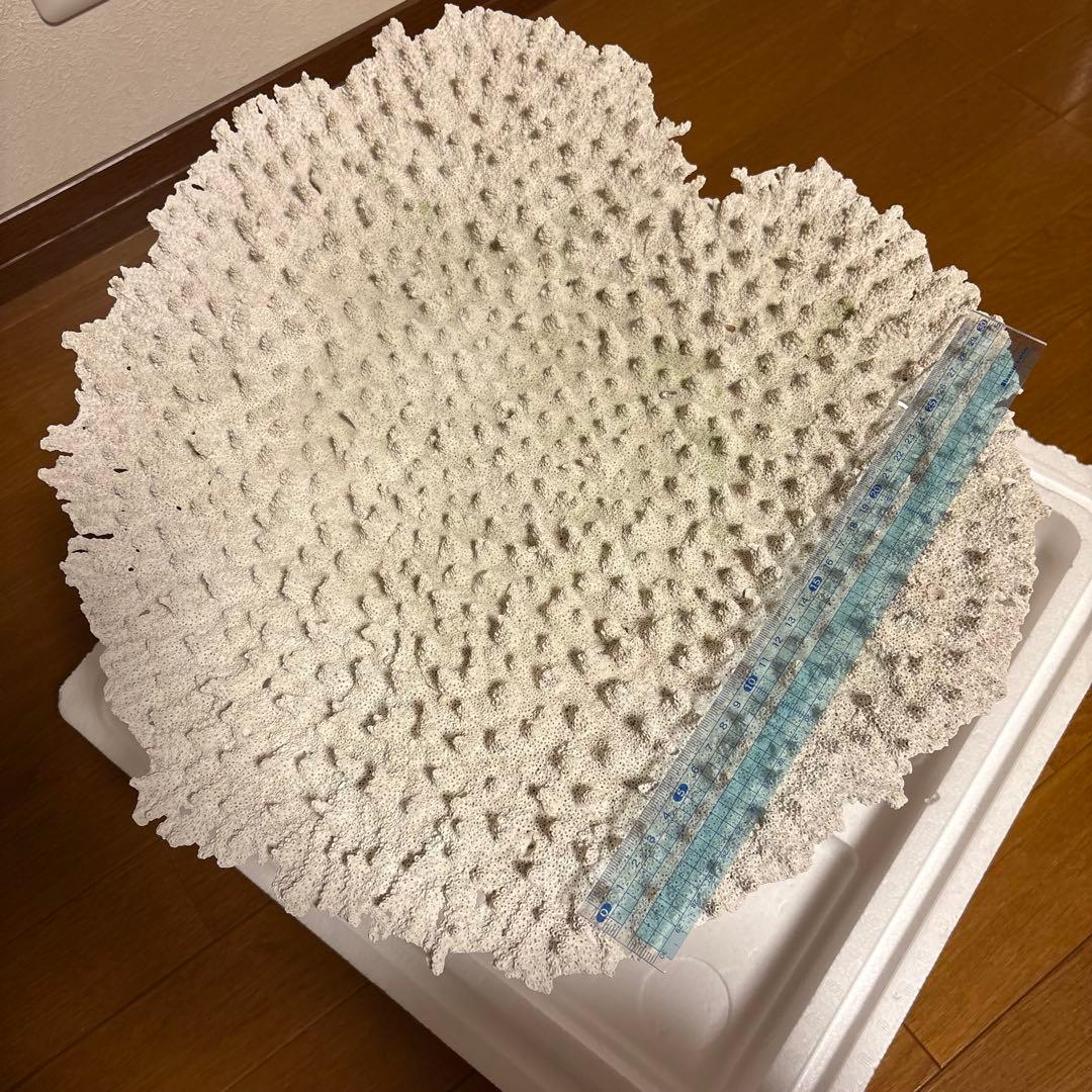 珊瑚礁　レイアウト　約35×45