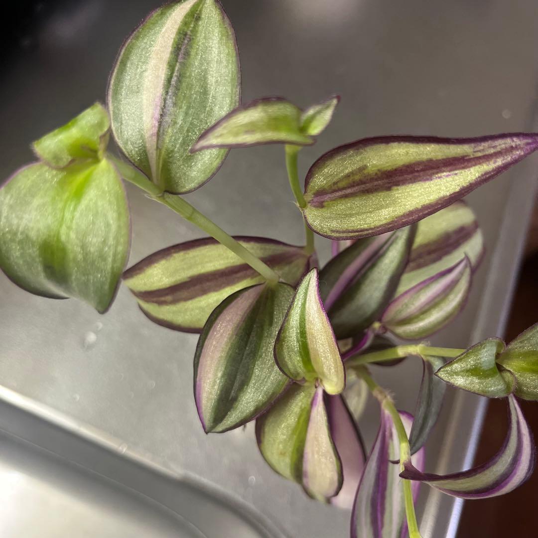 観葉植物　トラディスカンチア　クオーダリー　トラディスカンティア