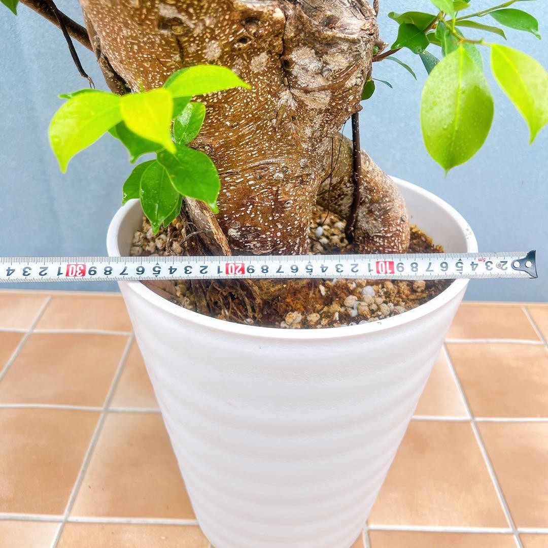 現品　ガジュマル　尖閣ガジュマル　センカクガジュマル　古木　観葉植物　インテリア