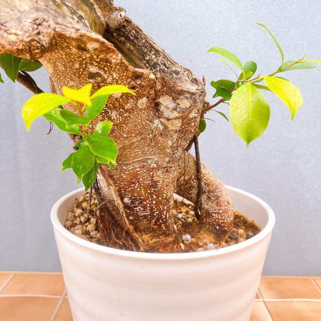 現品　ガジュマル　尖閣ガジュマル　センカクガジュマル　古木　観葉植物　インテリア