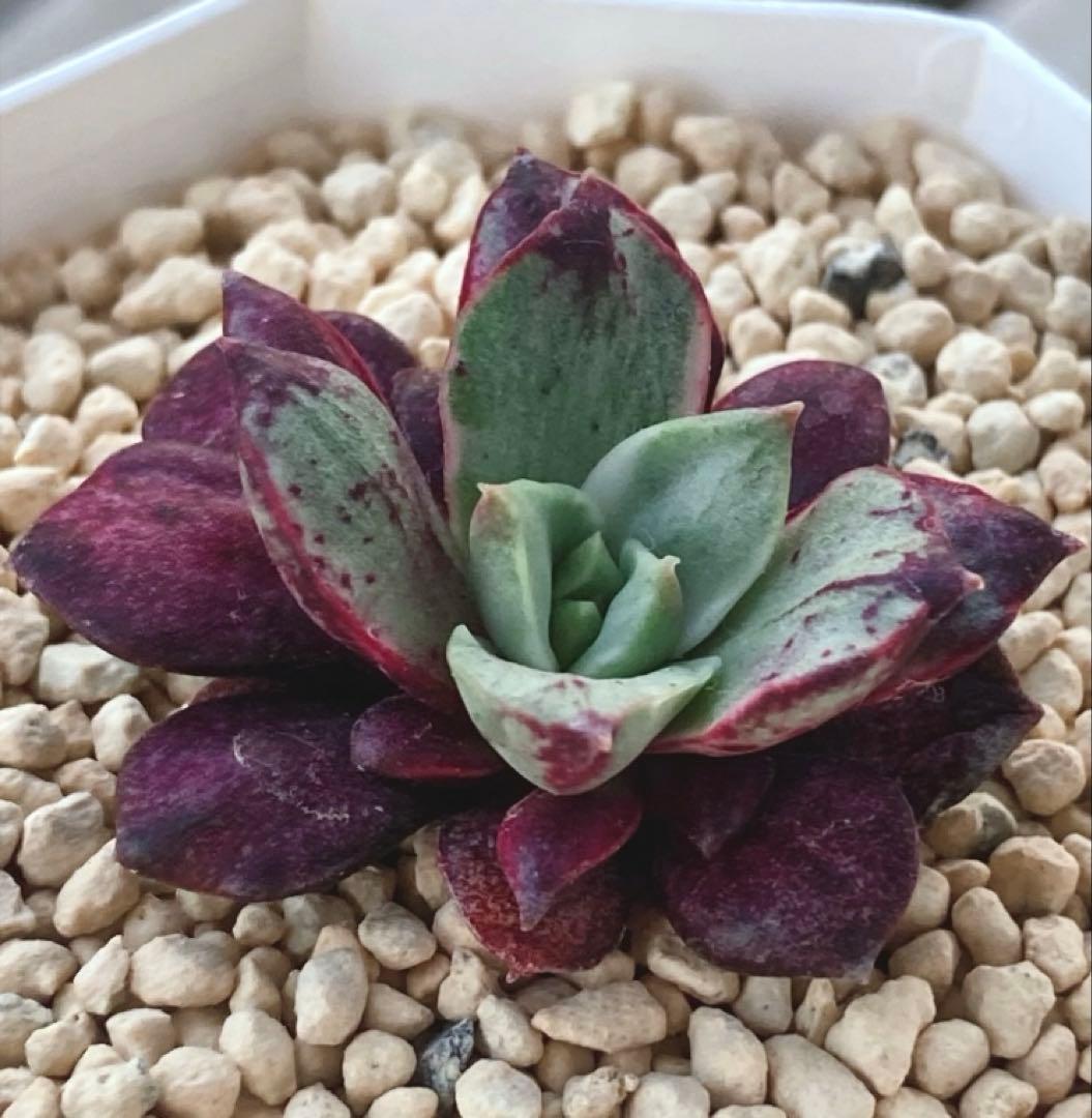 多肉植物　　レア❁︎ロンギシマ錦　発根済