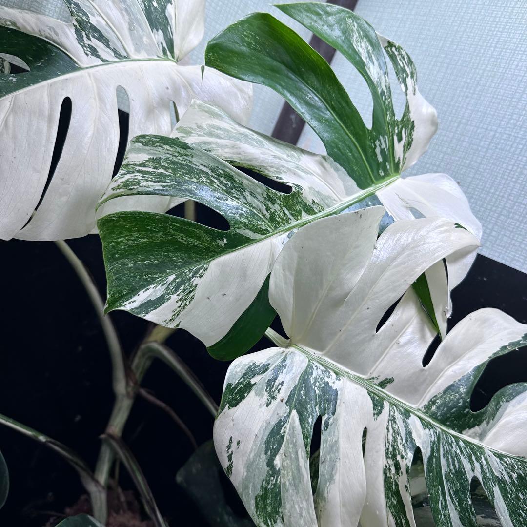 斑入りモンステラ ホワイトタイガー極美大株74cm白斑多