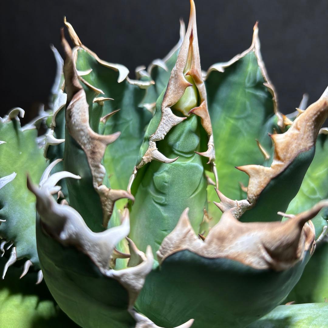 アガベ　チタノタ　レッドキャッドウィーズル　赤猫　ゴリ猫　コレクション