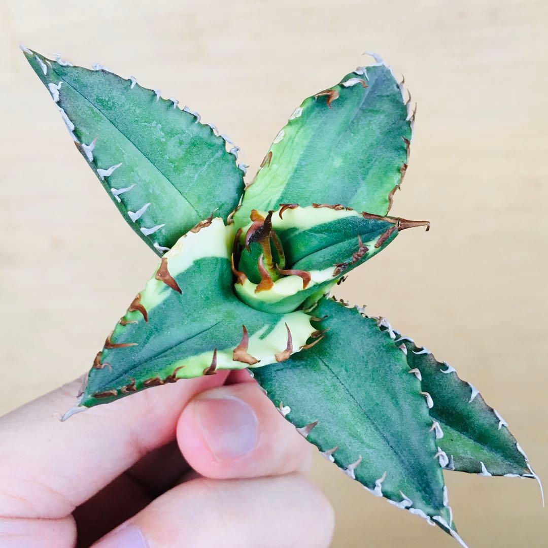 【稀少】1 老白鯨錦 黄覆輪斑 ソーラーエクリプス TC株 アガベ チタノタ錦