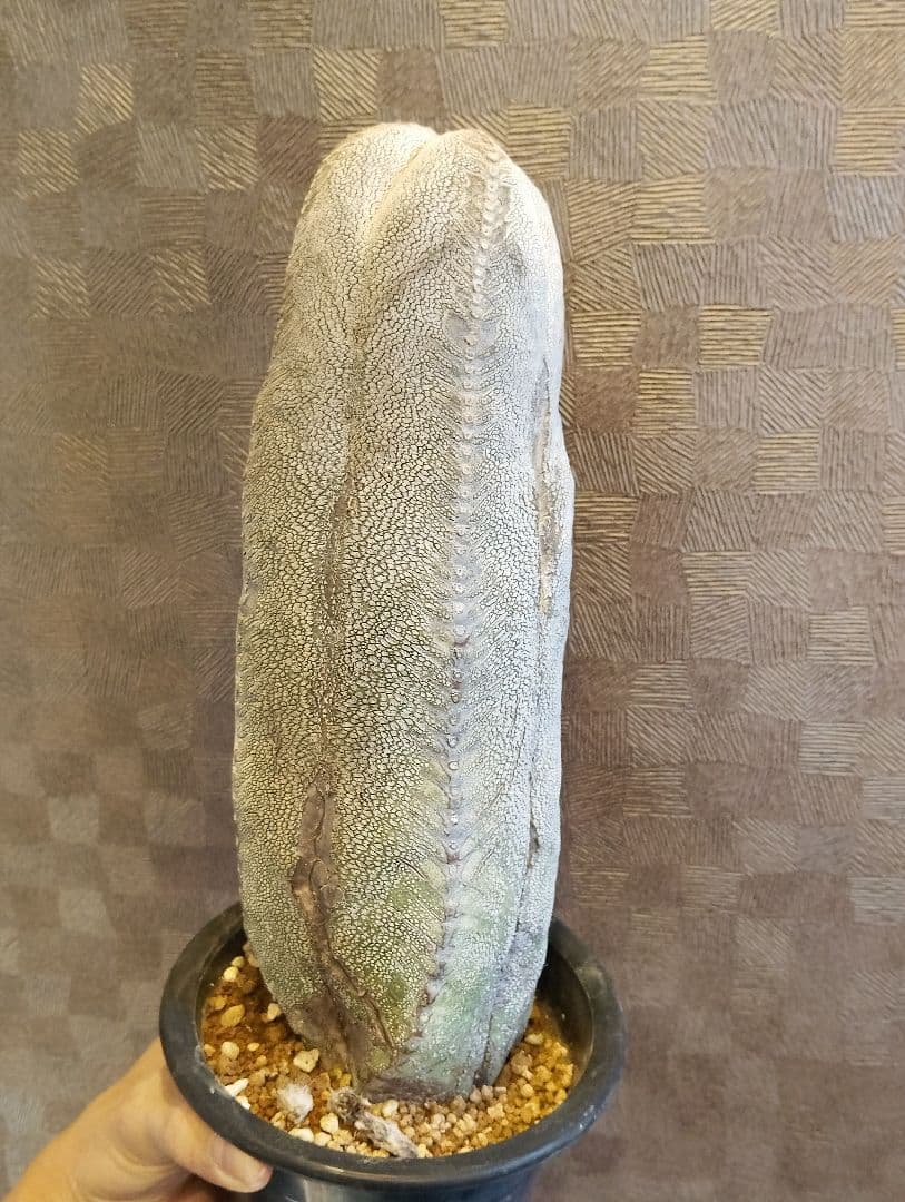 厳選 特大 特白 オールド 恩塚ランポー