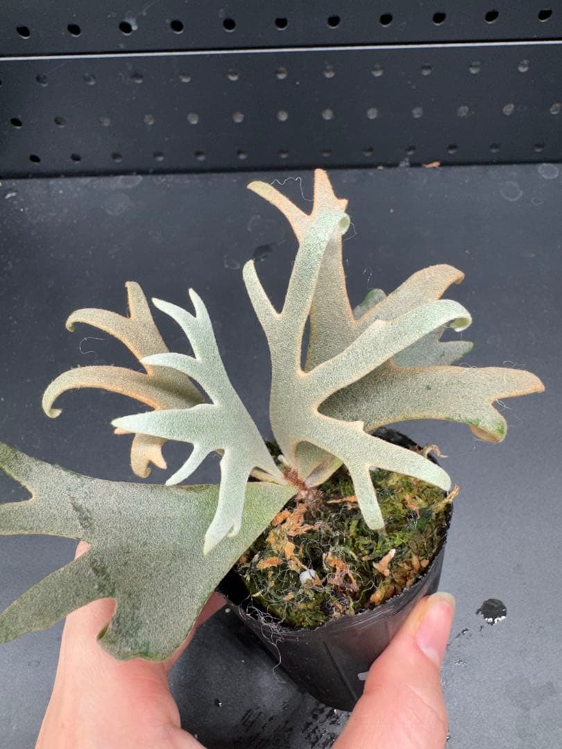 ビカクシダYMDS Totoro HHRナーセリータグ付け #057