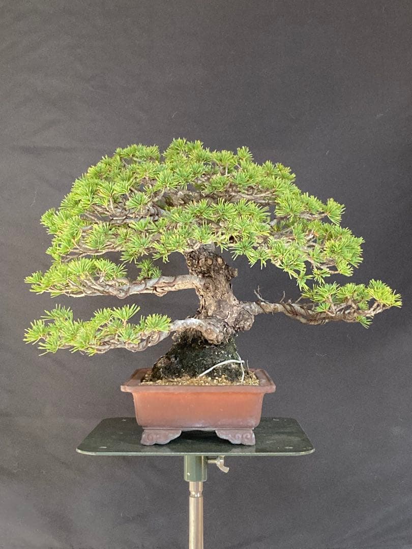 盆栽 小品 五葉松 瑞祥 極太