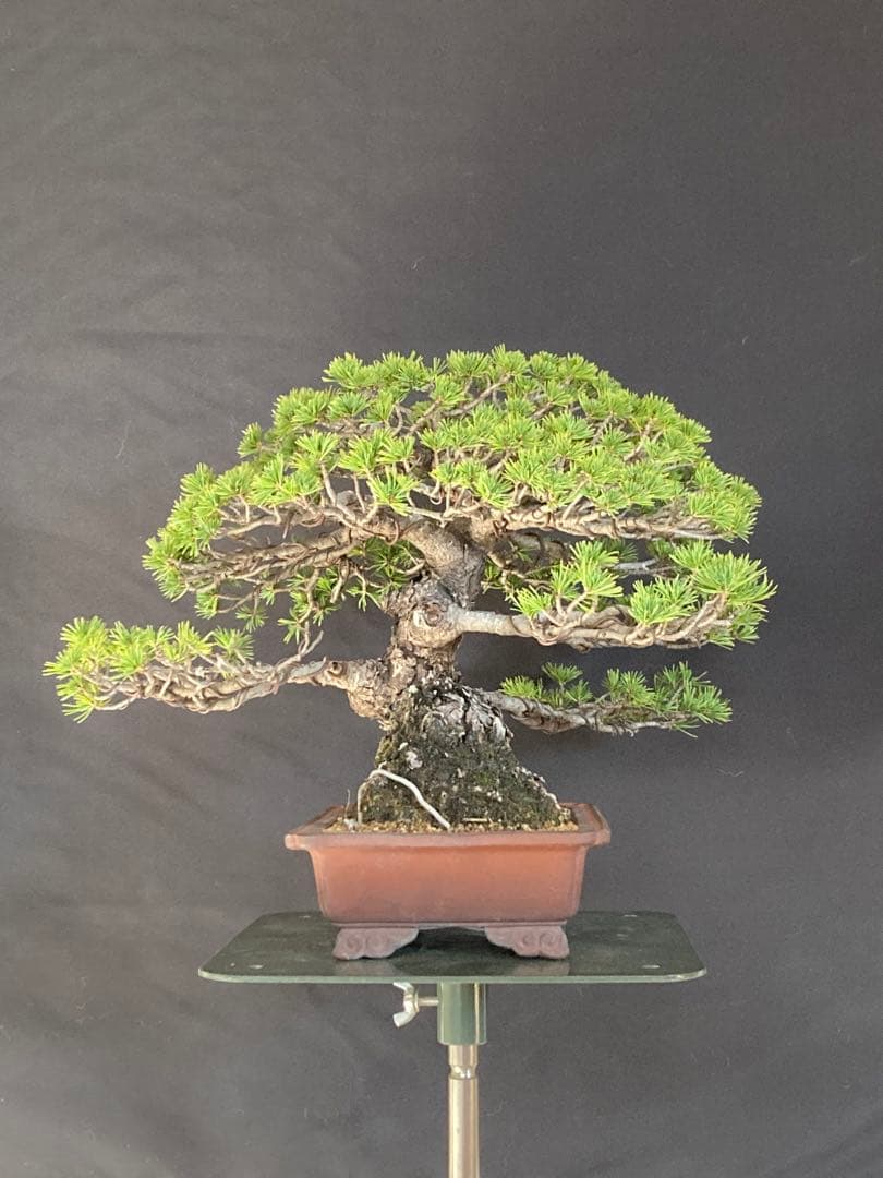 盆栽 小品 五葉松 瑞祥 極太
