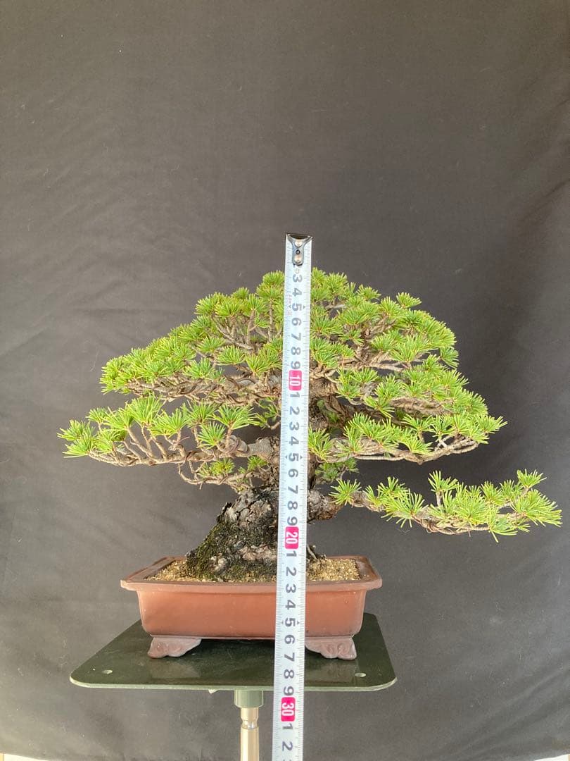 盆栽 小品 五葉松 瑞祥 極太