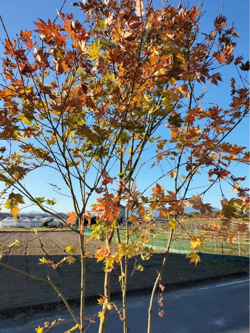 コハウチワカエデ 株立ち 4本立ち 自然樹形