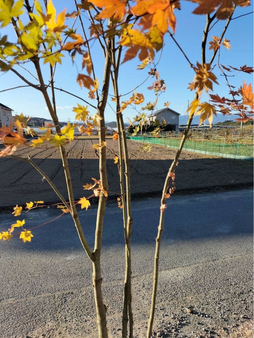 コハウチワカエデ 株立ち 4本立ち 自然樹形